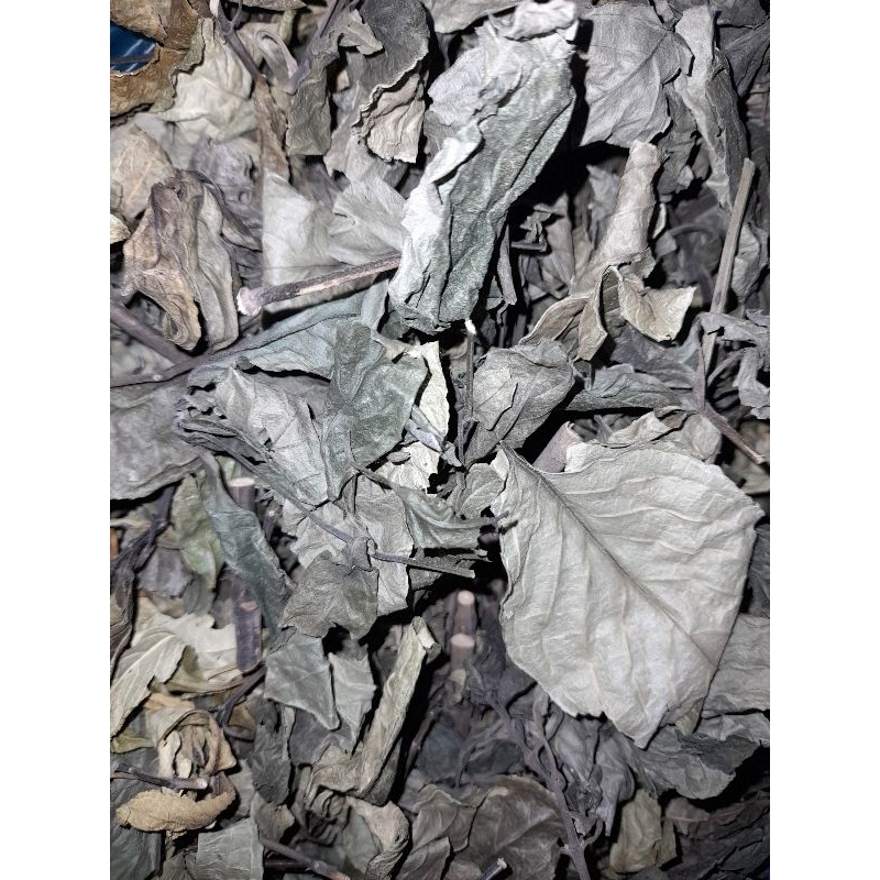 

Daun kecibeling kering/Kejibeling/pecah beling/ Strobilanthes Crispus