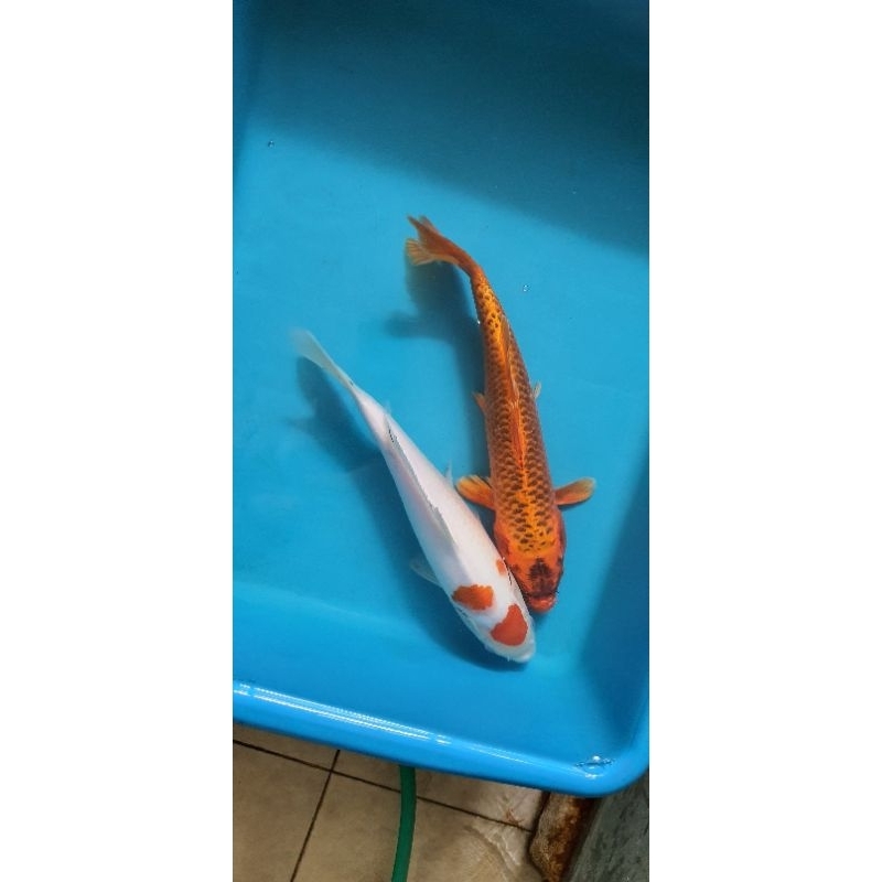 Paket Ikan Koi Blitar 35-37cm 2 Ekor