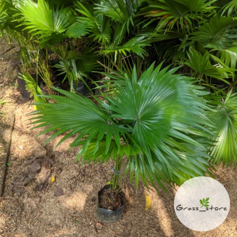 Tanaman hias palem bintang, pohon hias indoor, palem sadeng, palem kipas, hiasan taman.