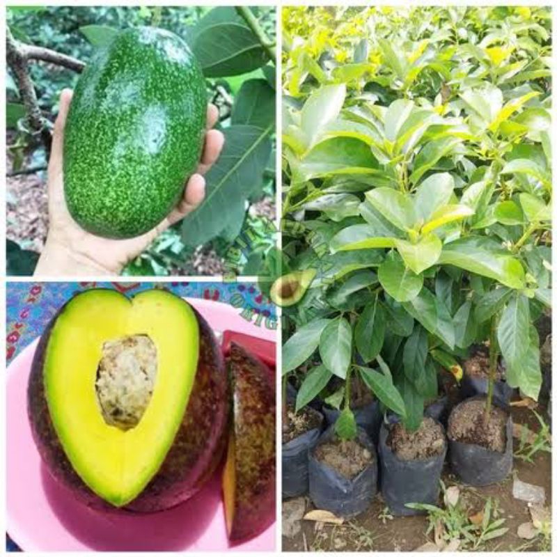 Bibit alpukat miki batang besar