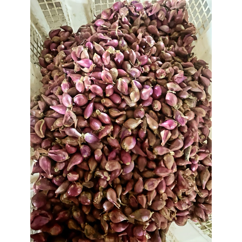 

PROMO! Bawang merah (kecil) 1KG