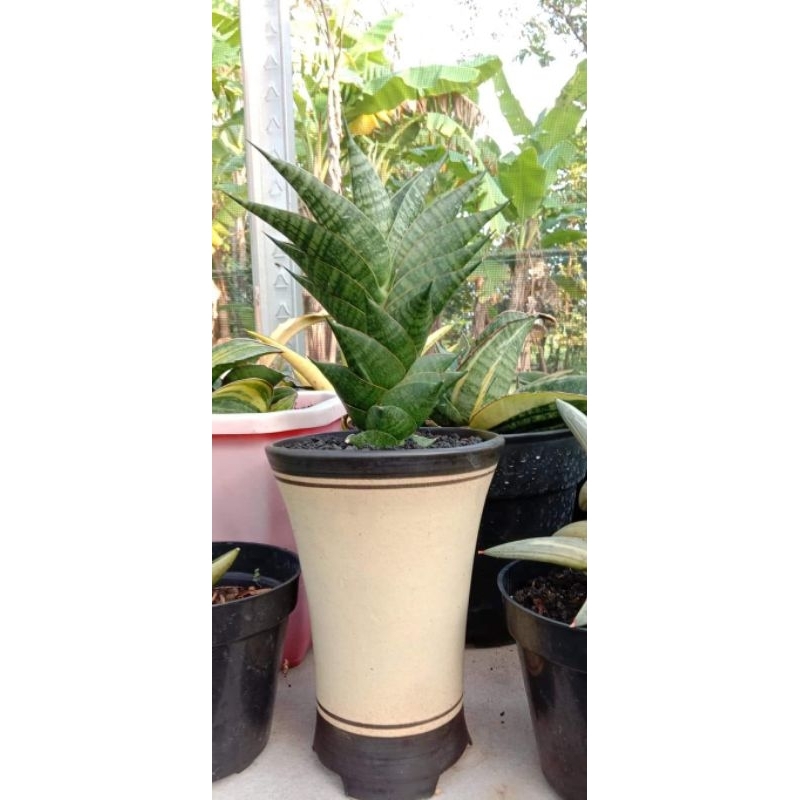 Sansevieria hybrid Sindoro