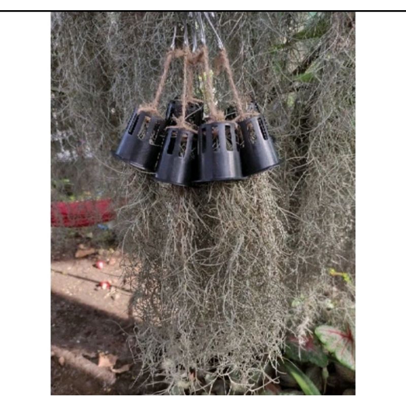 Janggut musa dengan pot 35-45cm