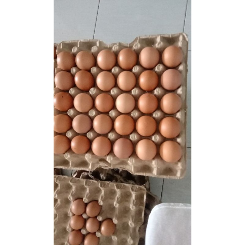 

Telur Ayam Eropa 10butir Size kecil sedang Besar