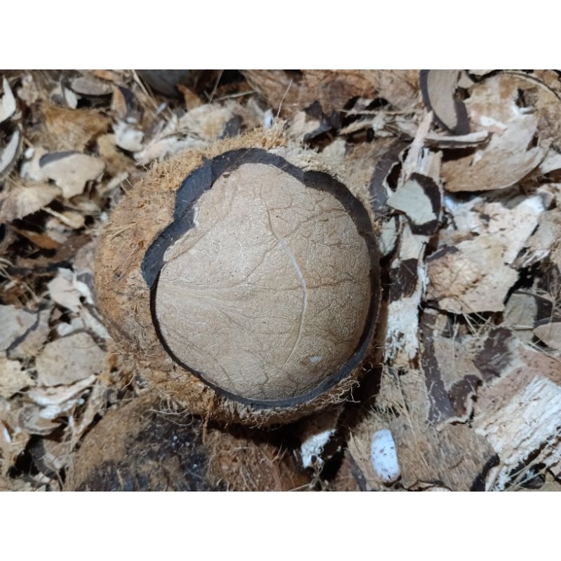 

KELAPA TUA SUPER SEGAR 1 BUTIR UTUH, KELAPA SANTAN FRES