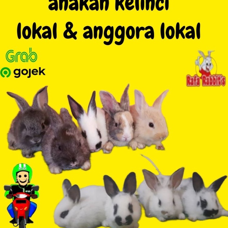 Anakan kelinci lokal lucu imut gemoy khusus gojek dan grab KODE N5P7