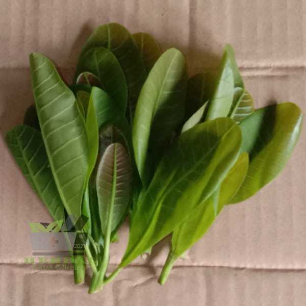 

Daun Jambu Mete Pucuk Jambu Monyet Segar