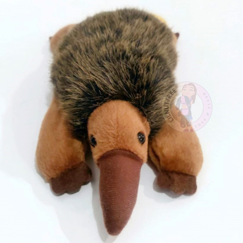 Boneka Ekidna Babi Duri Moncong Panjang Original Australia