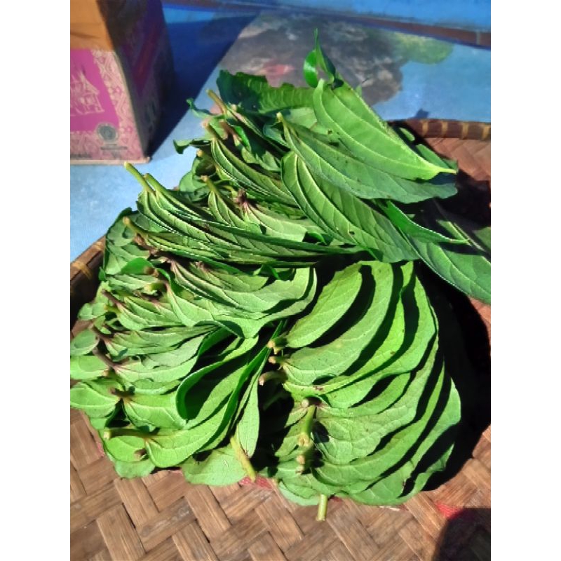 

Daun sirih hijau fresh/segar 500gram