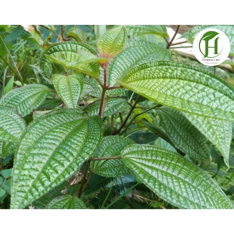 

DAUN HARENDONG BULU SEGAR 1 Kg