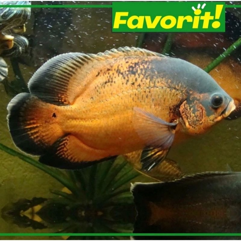 Oscar Paris Tembaga uk 2 Jari Ikan Hias Aquarium Aquascape Air Tawar