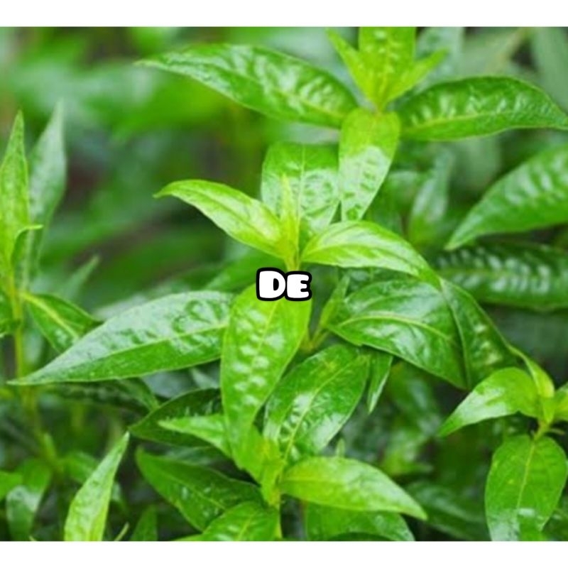 

Daun sambiloto segar organik petik langsung-az