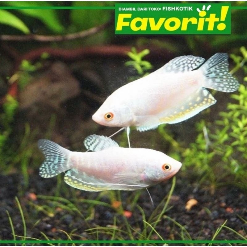 Paket koloni (isi 10) Baby Sepat Platinum Gourami Ikan Hias Aquascape Hiasan Aquarium Tanaman Air