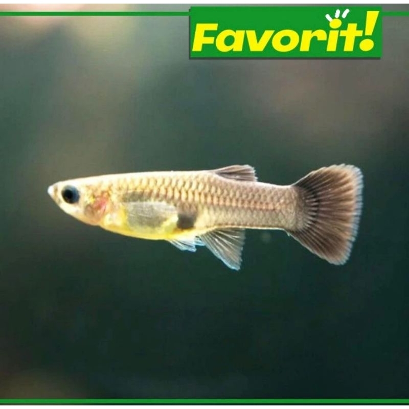 Ikan Hias Guppy Black Moscow Betina Hiasan Aquarium Tanaman Aquascape