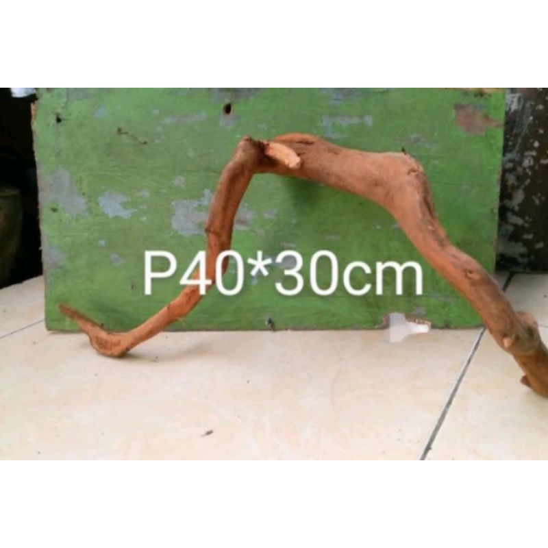 kayu santigi gunung aquascape