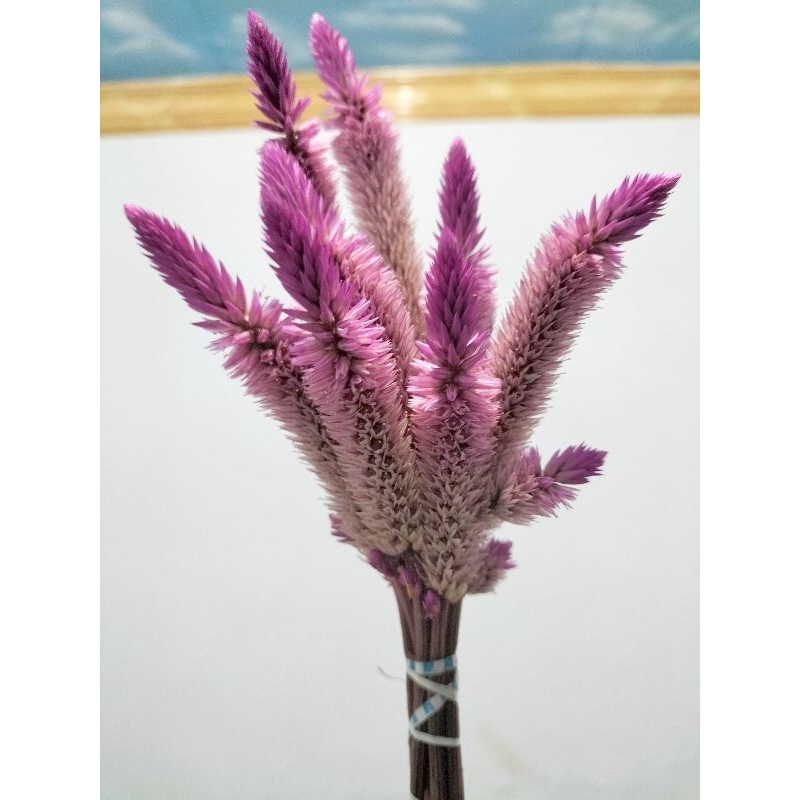 bunga bayam merah . bunga cengger ayam Ki