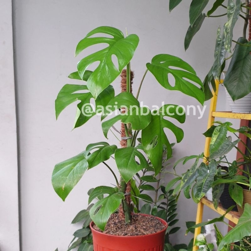 Rhaphidophora Pertusa | Tanaman hias aroid di pot