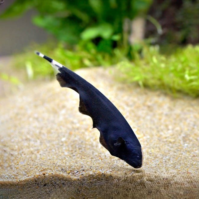 Black Ghost / Bulu Ayam - Ikan Hias Air Tawar Aquarium Kolam Aquascape KHUSUS GOJEK MEDAN