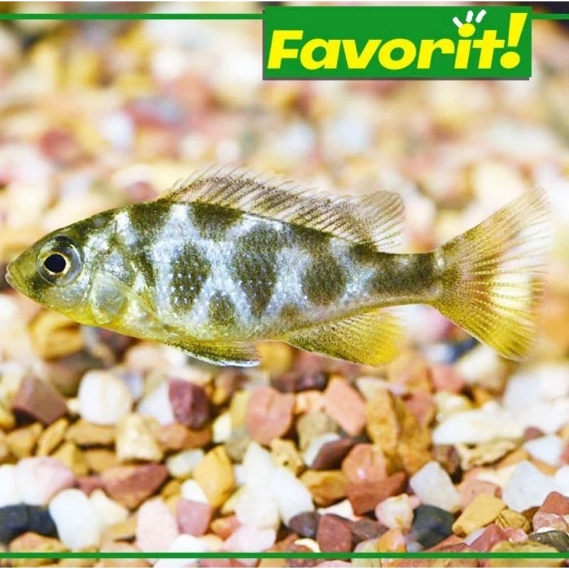 Ikan Hias Cichlid Venustus Hiasan Aquarium Aquascape Siklid/Cichlid