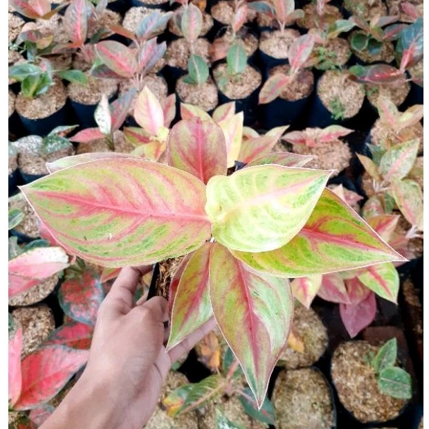 Aglonema Super Red Panama