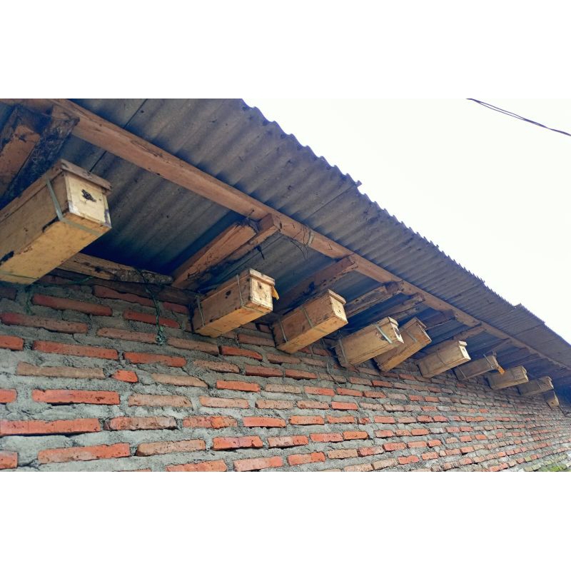 lebah trigona/kelulut/ kelanceng/ jenis levicep