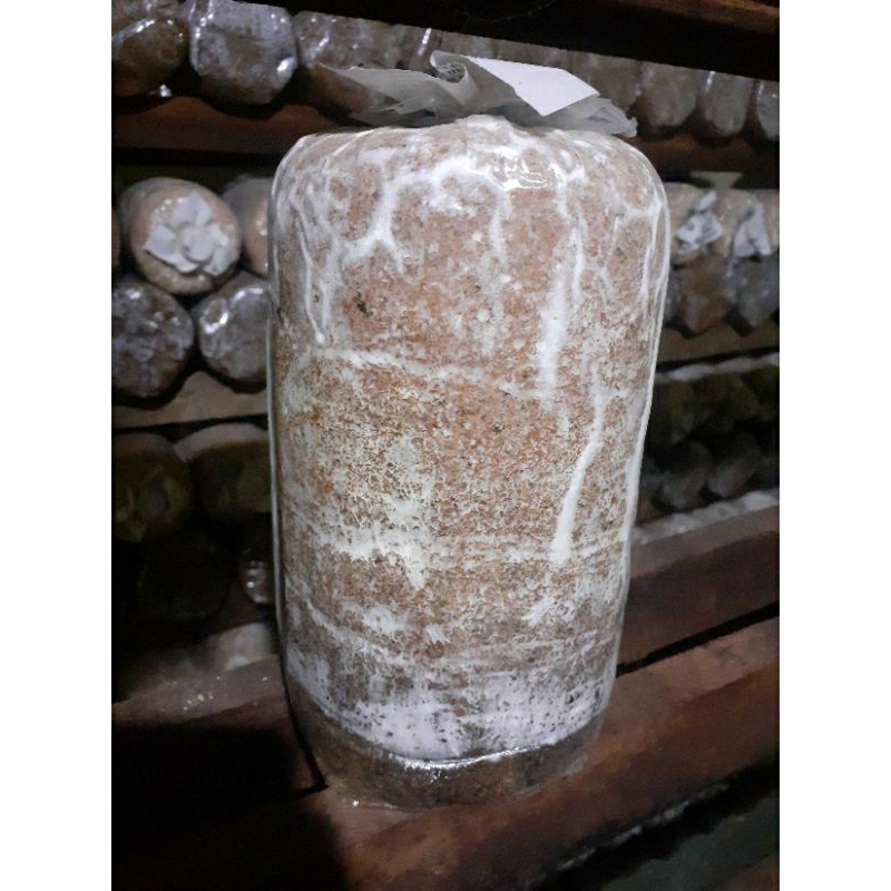 

bibit baglog jamur tiram putih siap tumbuh