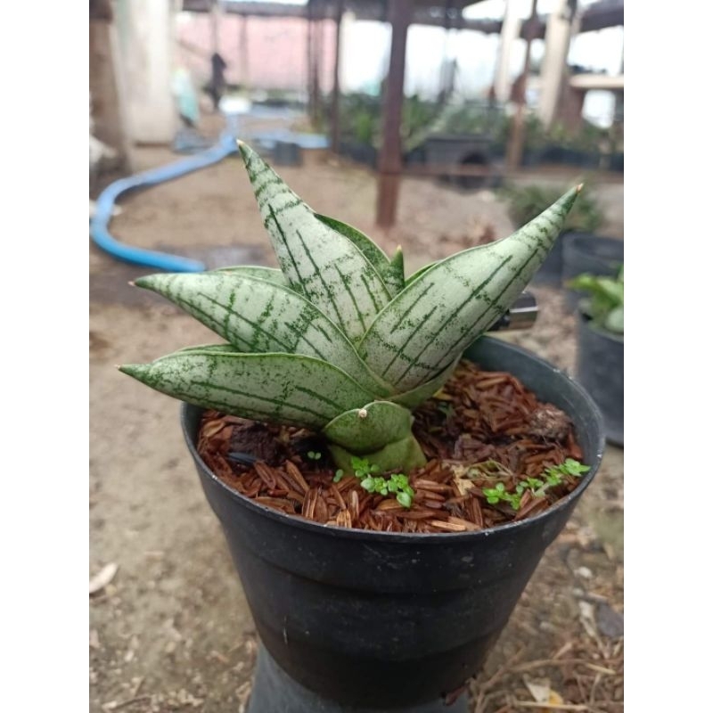 Sansevieria Hybrid Mia
