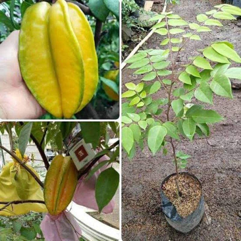 bibit belimbing madu jumbo