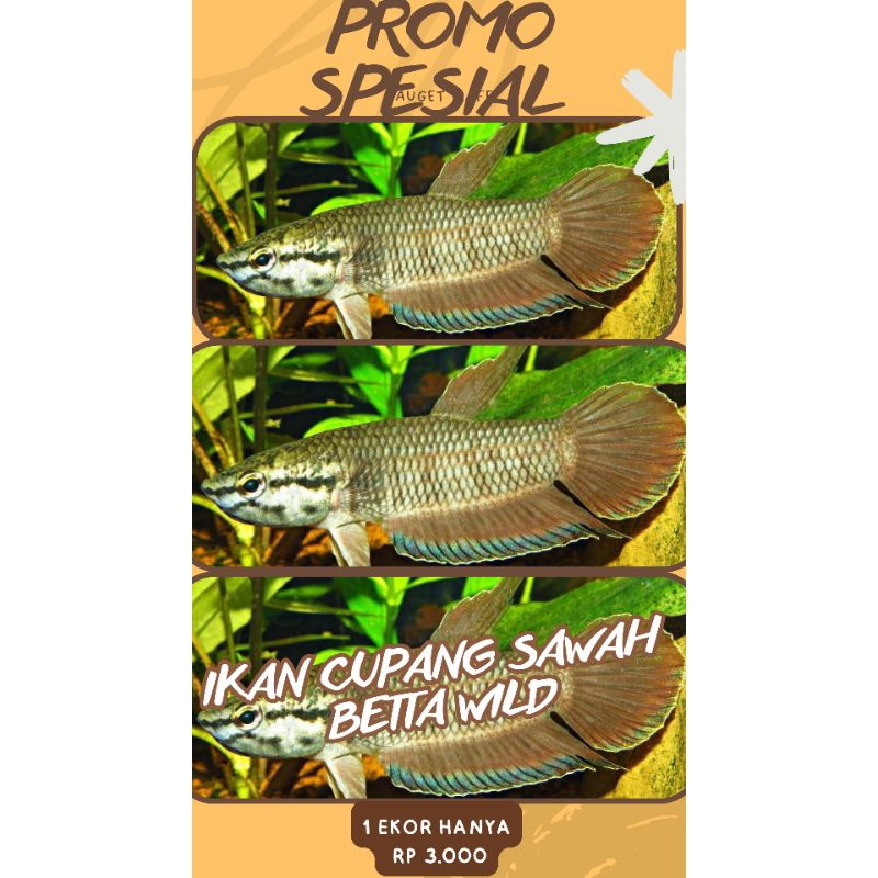 

BOX KARDUS ISI lK4N CμP4NG S4W4H