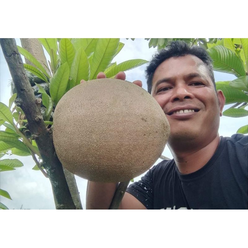 Mamey sapote murah ( potong Cangkok )