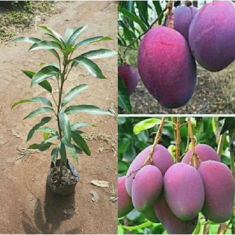 BIBIT MANGGA IRWIN SUPER