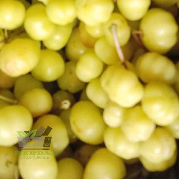 

Jual Buah Cermai Atau Cerme Segar 300 gram