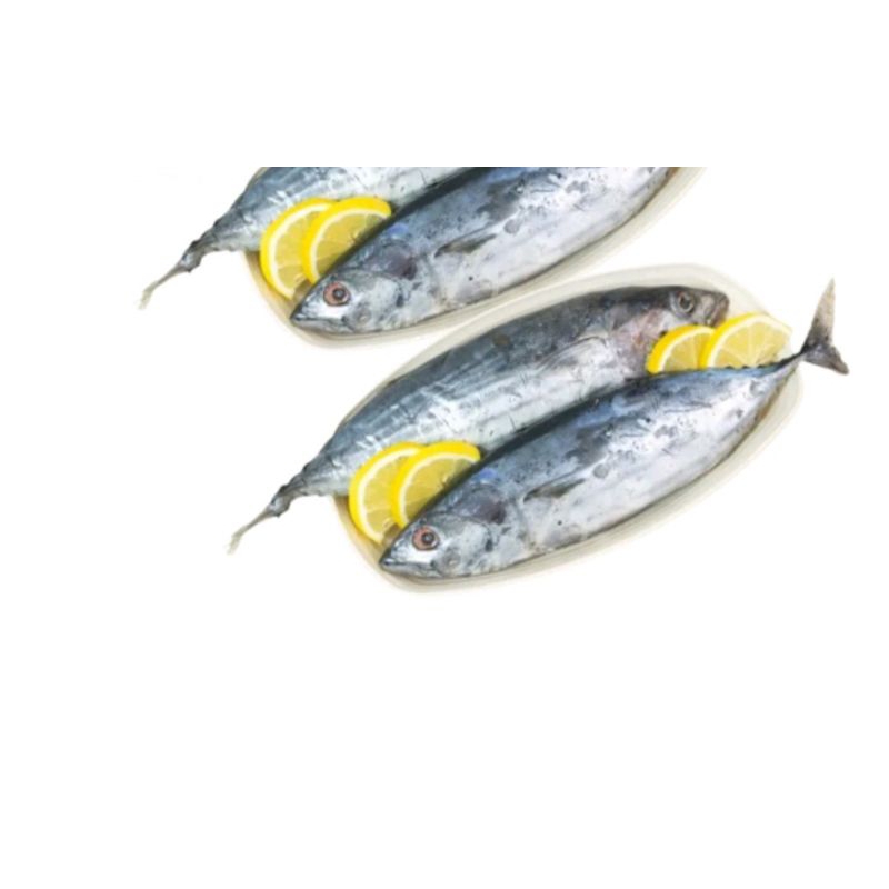 

ikan segar cekalng 1kg-1'2 kg