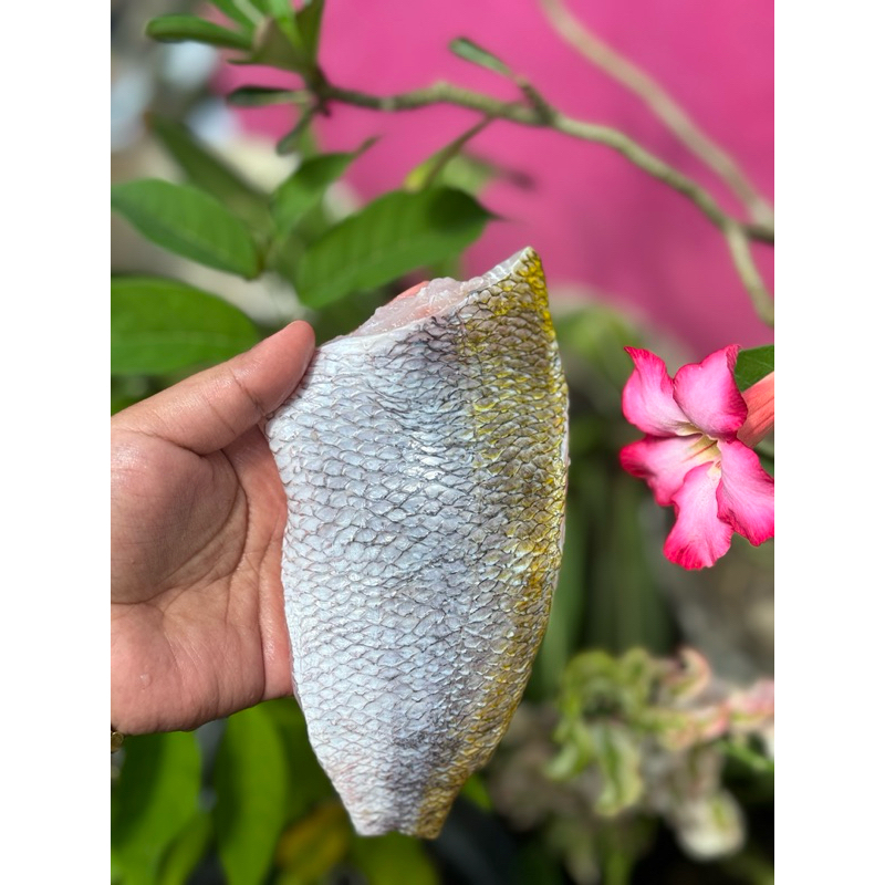 

ikan ekor kuning 1 kg (bisa di fillet atau di bersihkan saja)