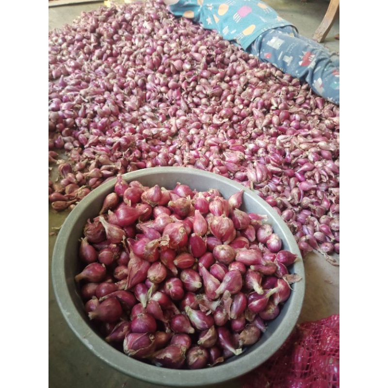 

Bawang Merah Brebes Super