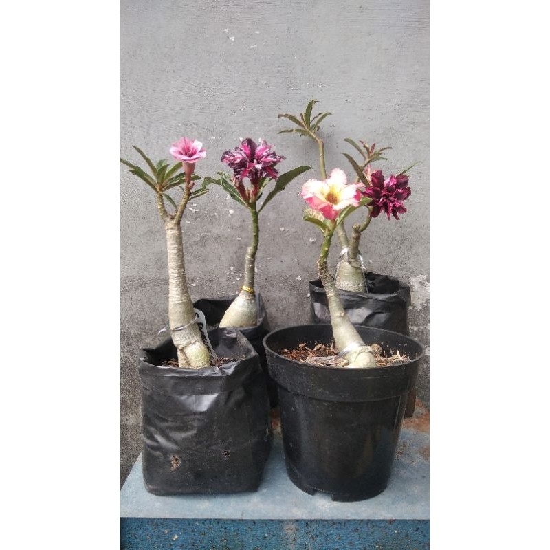 Adenium tumpuk paket hemat