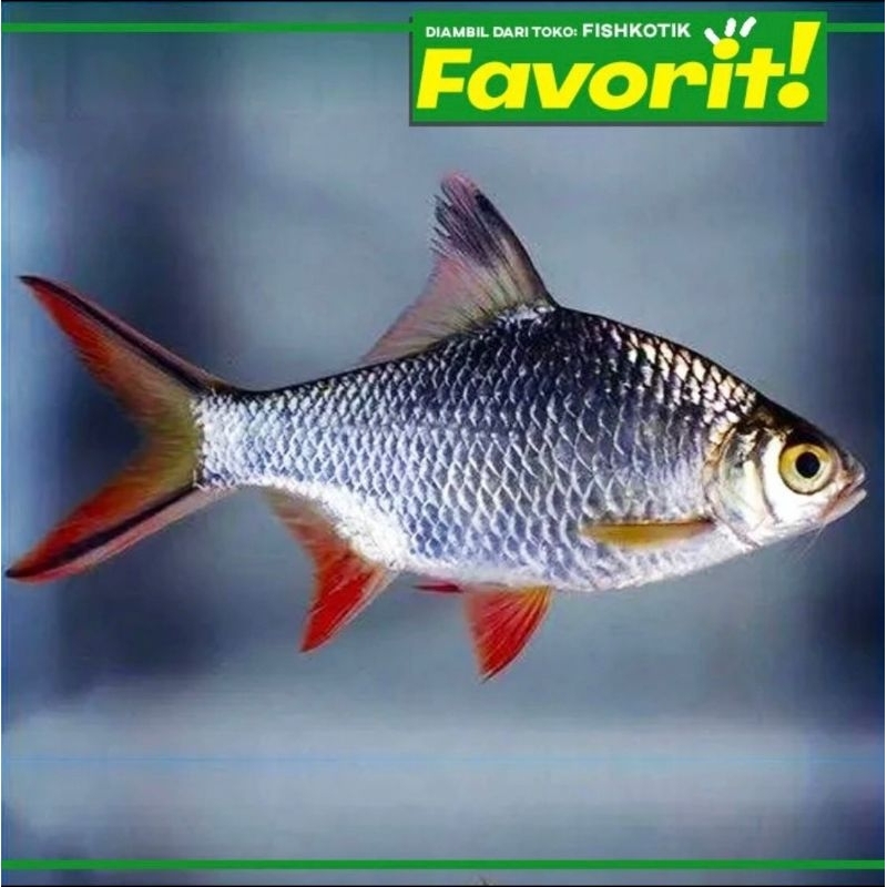 Kaviat Silver Ikan Hias Aquascape Hiasan Aquarium Tanaman Air Tawar