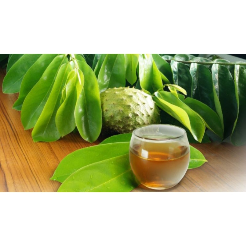 

daun sirsak segar oraganik herbal 500 gram(1/2 kg) obat alami asam urat,rematik,diabet,dan lain-lain