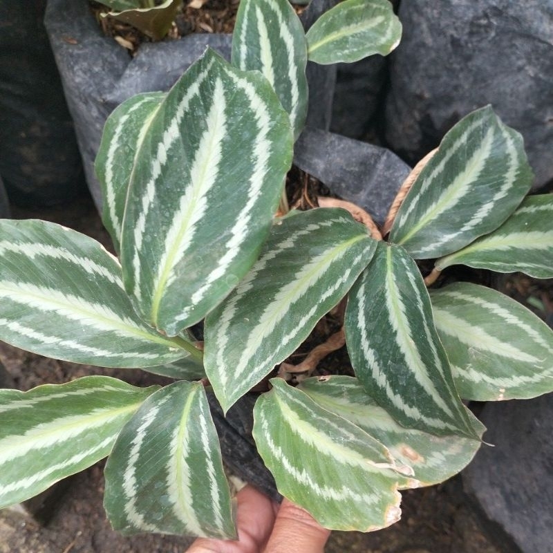 tanaman hias jenis calatea terlaris