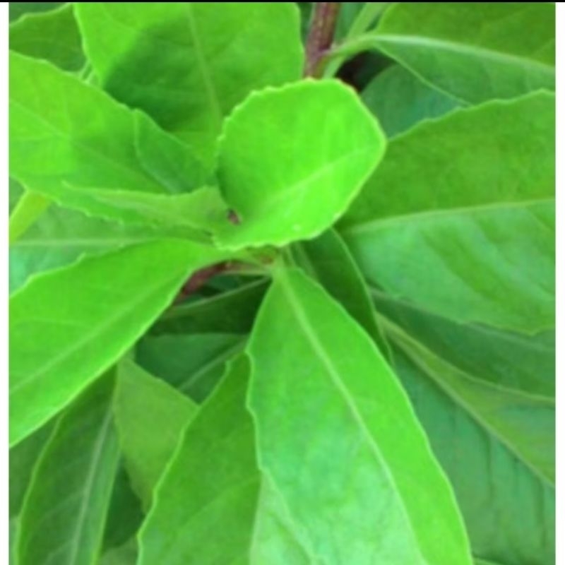 

daun sambung nyawa/sambung nyowo segar