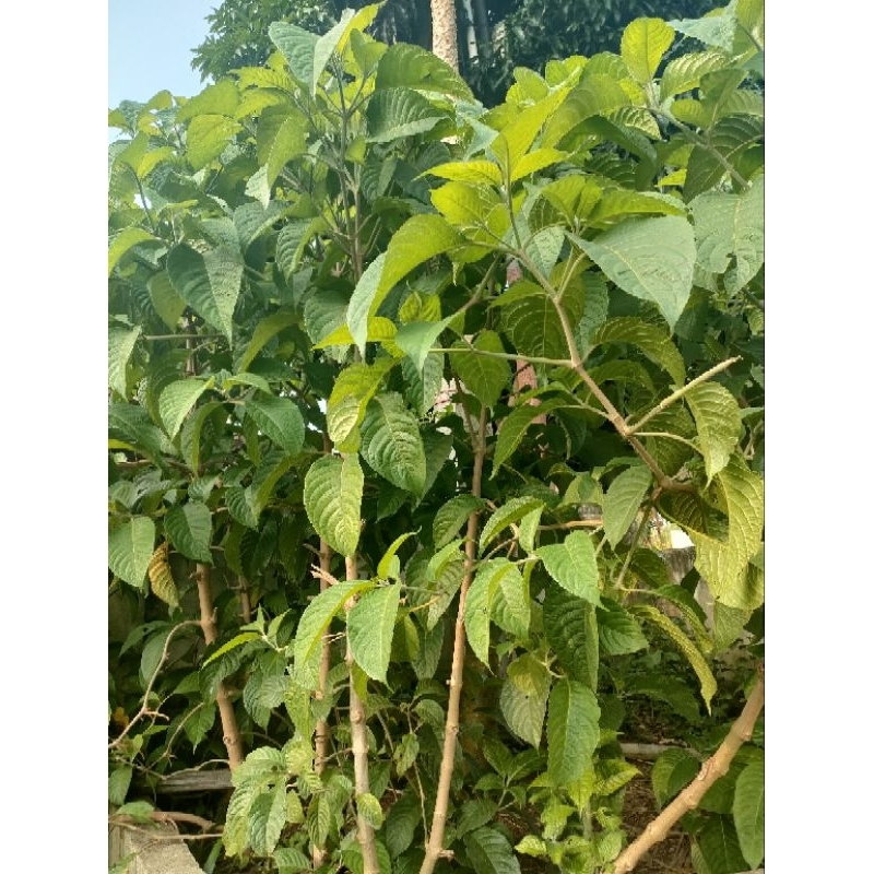 trichantera gigantea | trichantera (pakan ayam dan kelinci)