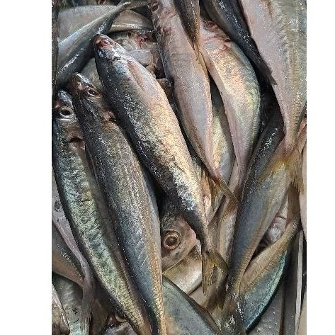 

ikan benggol batam