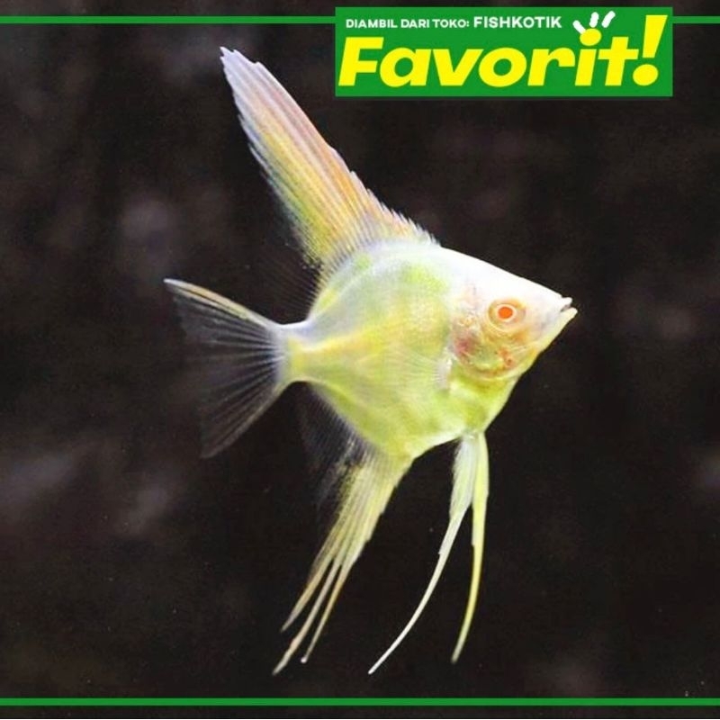 Manfish Mata Merah Platinum Ikan Hias Aquascape Hiasan Dekor Aquarium