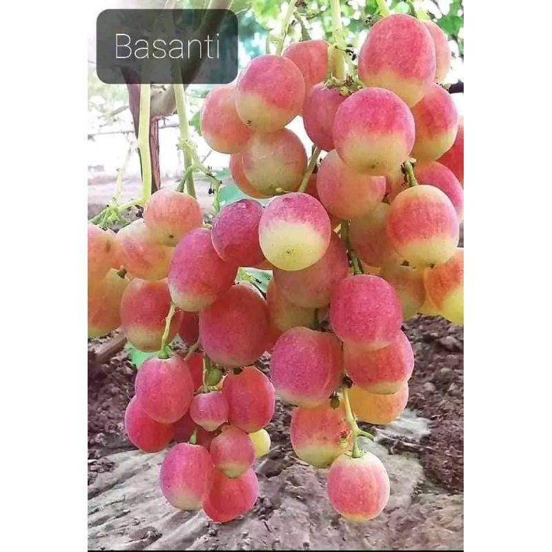 

Anggur Import BASANTI