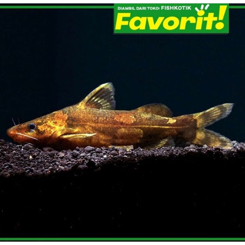 Lancer Catfish Ikan Hias Aquascape Dekorasi Aquarium Tanaman Air Tawar