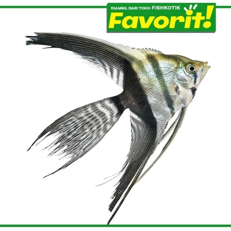 Manfish Zebra Slayer Ikan Hias Aquascape Hiasan Aquarium Tanaman Air