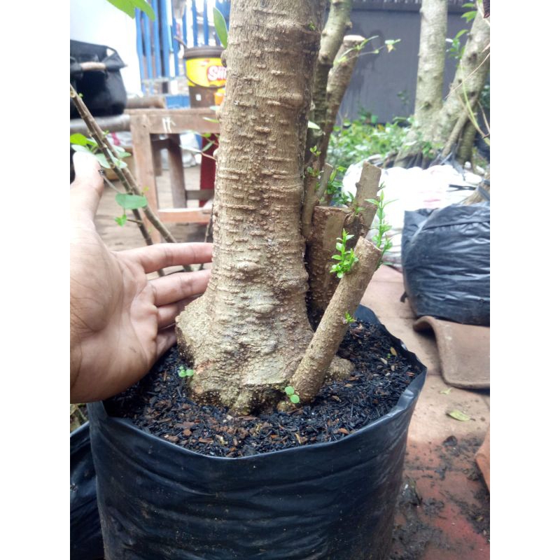 bahan bonsai anting putri jumbo