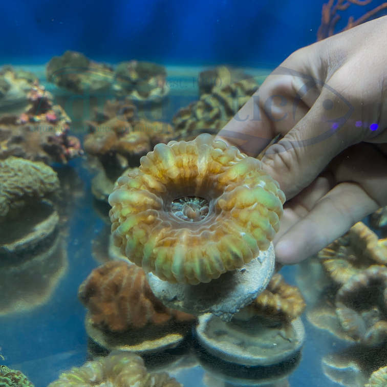 (INSTANT BANDUNG) SINARINA HIJAU HIASAN TERUMBU KARANG CORAL TANAMAN AIR LAUT