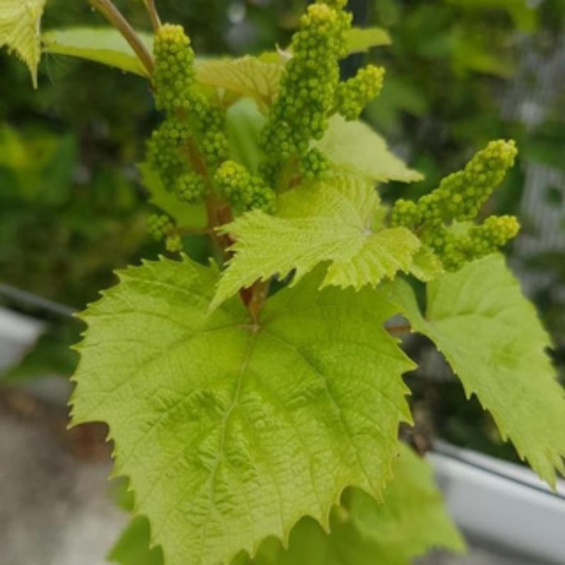 Bibit anggur berbunga jenis import