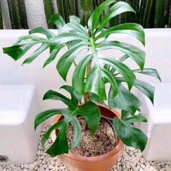 TANAMAN HIAS MONSTERA KING, Monstera Deliciosa Borsigiana tanaman rambat Giant